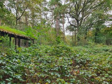 natuurlijke vijver  beschikbaar voor biedingen