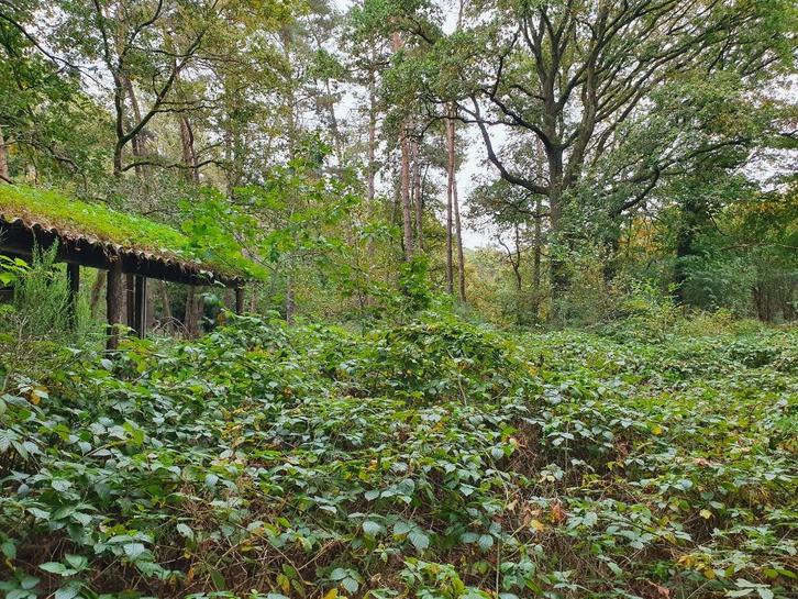 natuurlijke vijver, Tuin en Terras, Vijvers, Ophalen of Verzenden