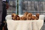 Cockapoo pups, Belgisch fokker