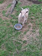 Tamme gecastreerde bok, Dieren en Toebehoren, Schapen, Geiten en Varkens, Mannelijk, Geit, 3 tot 5 jaar