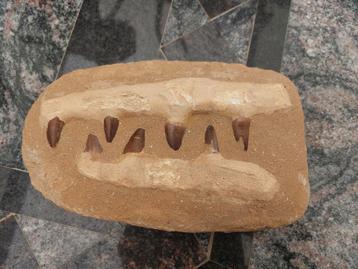 MOSASAURUS FOSSIEL KAAKFRAGMENT KRIJT 66 MILJOEN JAAR OUD beschikbaar voor biedingen
