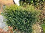 Taxus (3 planten - 1m70), Jardin & Terrasse, Plantes | Arbustes & Haies, 100 à 250 cm, Taxus, Enlèvement, Haie