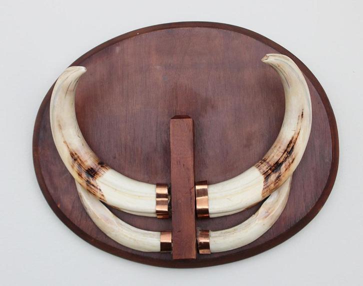 Tanden WRATTENZWIJN op hardhouten schild (ref. A), Verzamelen, Dierenverzamelingen, Gebruikt, Overige typen, Wild dier, Ophalen