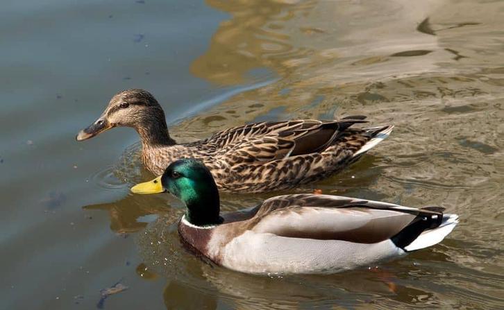Wilde eenden te koop, Dieren en Toebehoren, Pluimvee, Eend, Meerdere dieren