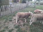 Dekram texel/swifter, Dieren en Toebehoren, Schapen, Geiten en Varkens, Mannelijk, Schaap, 0 tot 2 jaar