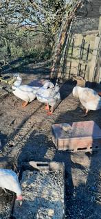 3 jeunes oies adultes a vendre. 25 € piece
