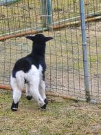 Kameroen schaap, Mâle, Mouton, 0 à 2 ans
