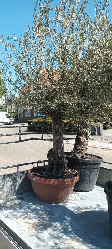 Prachtige olijfbomen olea europaea! beschikbaar voor biedingen