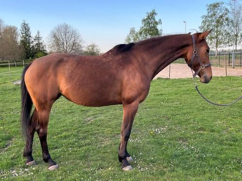 7J merrie/ springpaard/ recreatiepaard, Dieren en Toebehoren, Paarden, Merrie, B, 165 tot 170 cm, 7 tot 10 jaar, Springpaard, Met stamboom