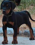 Dobermann puppy's te koop, Dieren en Toebehoren, CDV (hondenziekte), Meerdere dieren, België, Eén hond