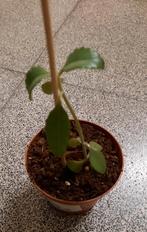 Mother of thousand stekje, Ophalen, Vetplant, Halfschaduw, In pot