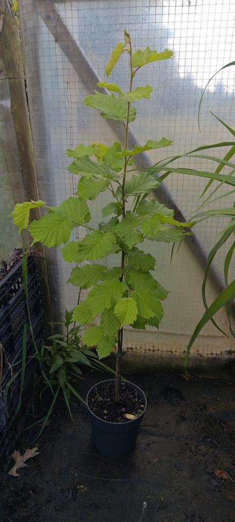 Bio Hazelaars, Tuin en Terras, Planten | Fruitbomen, Overige soorten, 250 tot 400 cm, Volle zon, Lente, In pot, Ophalen