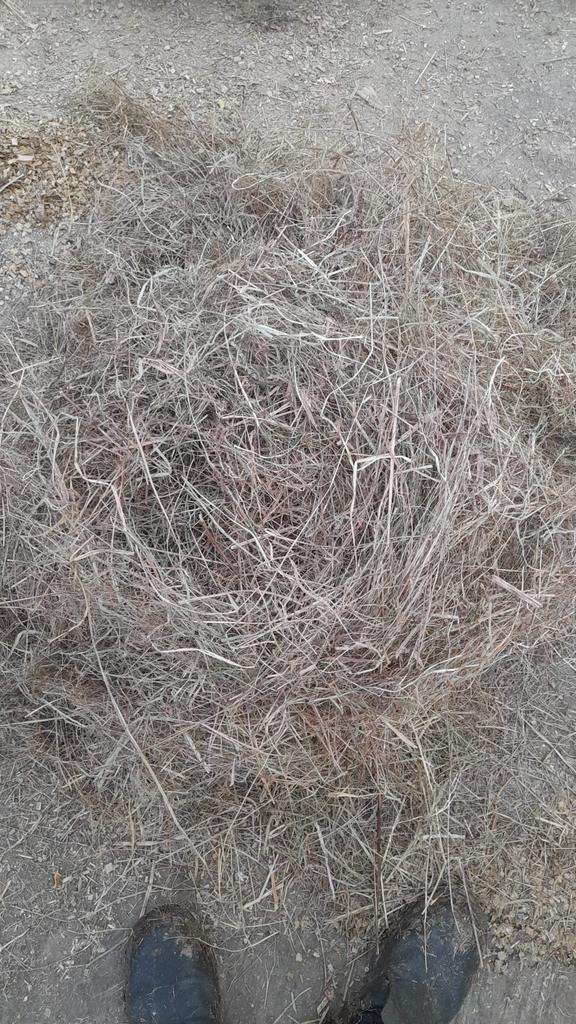 Midibalen Weidehooi, Dieren en Toebehoren, Dierenvoeding, Ophalen