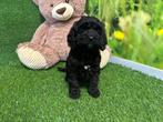Cockapoo pups - kleur zwart, Dieren en Toebehoren, Honden | Niet-rashonden, Meerdere, 8 tot 15 weken, Meerdere dieren, Middel