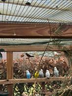 Grasparkieten, Mâle