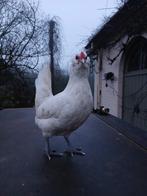 Witte Antwerpse Baardkriel, Dieren en Toebehoren, Vrouwelijk, Kip