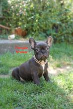 French Bulldog (ouders aanwezig), Dieren en Toebehoren, Honden | Bulldogs, Pinschers en Molossers, België, Particulier, CDV (hondenziekte)