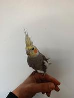 Tamme valkparkiet, Dieren en Toebehoren, Vogels | Parkieten en Papegaaien, Vrouwelijk, Parkiet, Pratend