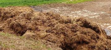 Paardenmest op stro machinaal geladen geleverd/opgehaald, Enlèvement ou Envoi, Fumier