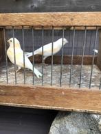 2 jonge kanaries 25, Dieren en Toebehoren, Geslacht onbekend
