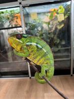 fucifer pardalis nosy mitsio, Animaux & Accessoires