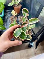 Hoya krimson queen, Ophalen of Verzenden