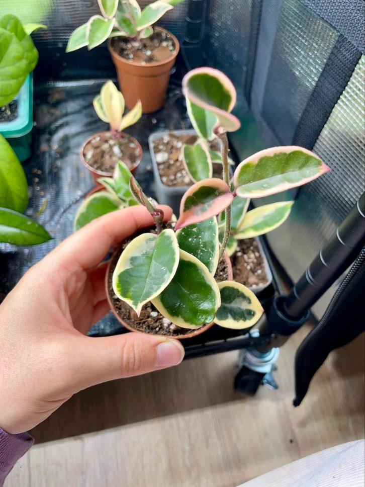 Hoya krimson queen, Huis en Inrichting, Kamerplanten, Ophalen of Verzenden