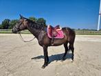 Super brave merrie, Dieren en Toebehoren, Merrie