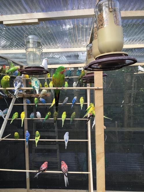 Prijsje:ZEER MOOIE GRASPARKIETJES VANAF 15 EURO/KOPPEL, Dieren en Toebehoren, Vogels | Parkieten en Papegaaien, Parkiet, Meerdere dieren