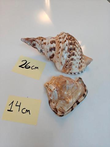 Zeeslakken beschikbaar voor biedingen