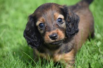 Teckel dwerg langhaar pups ouders aanwezig 💖💖💖 beschikbaar voor biedingen