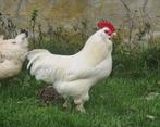 Coq Faverolles nain, Mâle, Poule ou poulet