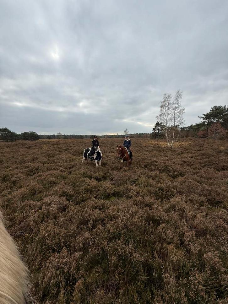 Bosritje +31 6 26853712, Diensten en Vakmensen, Dieren | Paarden | Verzorging, Oppas en Dressuur