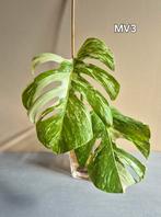 Monstera variegata (boutures de tête), Ophalen of Verzenden