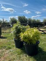 Twee bamboeplanten in stevige pot, Tuin en Terras, Planten | Tuinplanten, Ophalen
