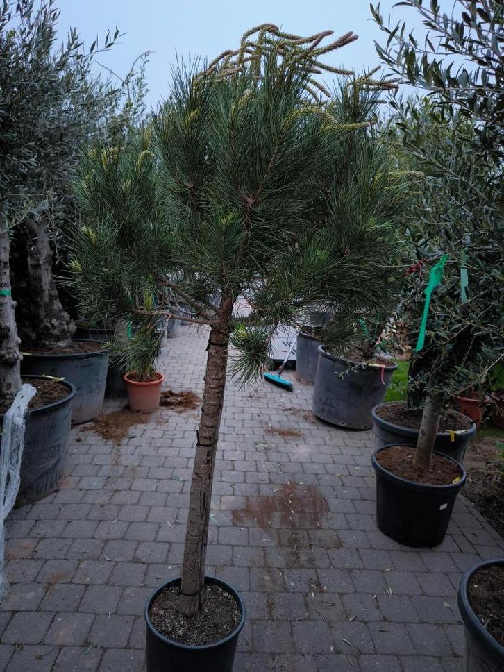 Pinus Pinea de parasolden of de pijnboom, Tuin en Terras, Planten | Bomen, Overige soorten, 100 tot 250 cm, Volle zon, Zomer, In pot