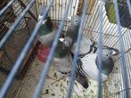 Voyageur Pigeons, Meerdere dieren, Postduif