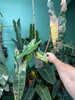 Philodendron billietiae ‘Variegata’, Huis en Inrichting, Kamerplanten, Ophalen, Overige soorten, Halfschaduw, Minder dan 100 cm