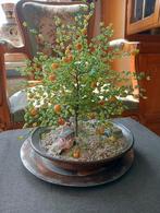 Fruitboom, Ophalen of Verzenden