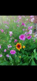 Mooie Cosmos plantjes in potjes, Ophalen