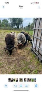 Ouessant ram te koop, Mannelijk, Schaap, 0 tot 2 jaar