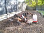 Kippen en kuikens natuurbroed, Dieren en Toebehoren, Kip