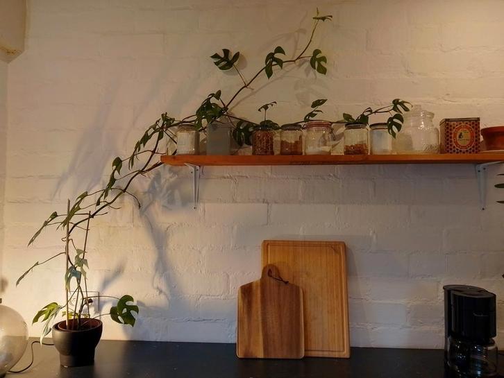 Monstera 170 cm, Huis en Inrichting, Kamerplanten, Ophalen