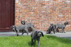 duitse dog pups blauw zwart grijstijger, België, Overige rassen, 8 tot 15 weken, CDV (hondenziekte)
