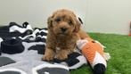 Nestje Toypoedel pups, Poedel, België, Reu, CDV (hondenziekte)