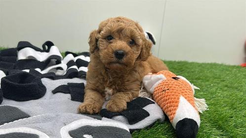 Nestje Toypoedel pups, Dieren en Toebehoren, Honden | Chihuahua's en Gezelschapshonden, Reu, Poedel, Fokker | Professioneel, Meerdere