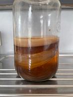 Kombucha scoby, Ophalen, Nieuw