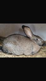 Saint Nicolas bleu x blanc néo-zélandais, Animaux & Accessoires