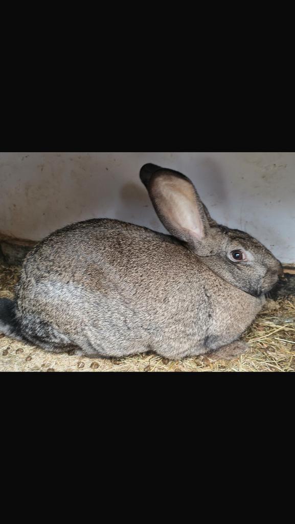 Saint Nicolas bleu x blanc néo-zélandais, Animaux & Accessoires, Lapins