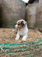 Prachtige border aussie pups, België, CDV (hondenziekte), 8 tot 15 weken, Collie
